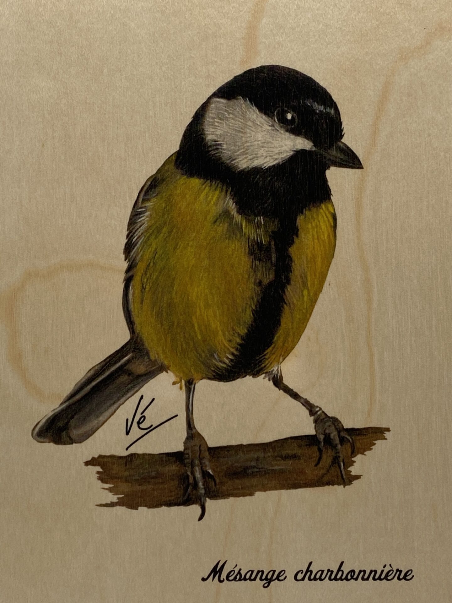 Carte postale papier aquarelle avec enveloppe photo oiseau mésange ble –  Regards Naturalistes